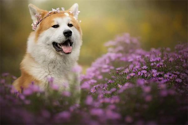 柯基犬不断尾可以吗？