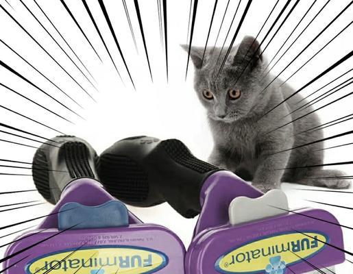 异国短毛猫的最佳梳子选择(图1)