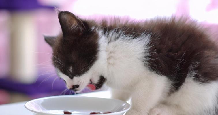 小猫的饮食需求与最佳喂养方式(科学喂养小猫,让它健康成长)(图1) 小猫的饮食需求与最佳喂养方式(科学喂养小猫,让它健康成长)(图1)