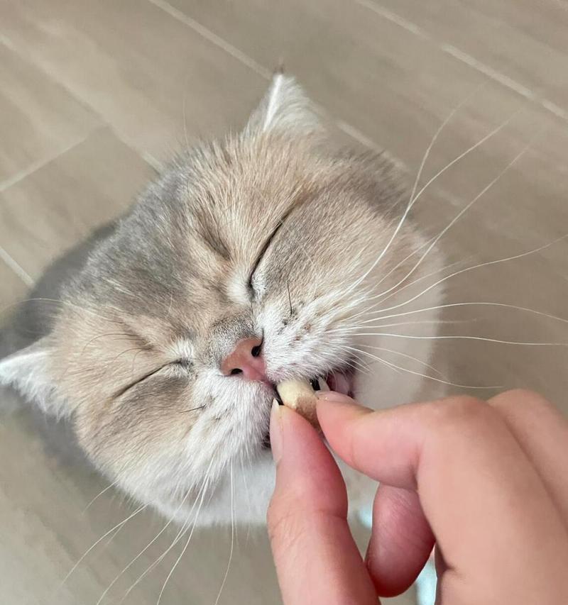 小猫的饮食需求与最佳喂养方式(科学喂养小猫,让它健康成长)(图3) 小猫的饮食需求与最佳喂养方式(科学喂养小猫,让它健康成长)(图3)