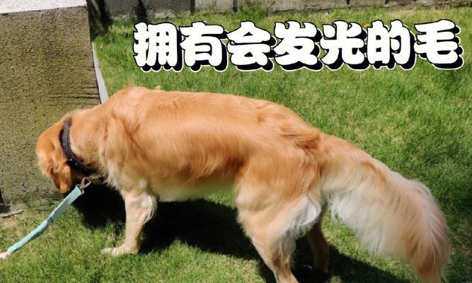 边牧美毛的秘密武器(揭秘边牧美毛的饮食秘籍)(图3) 边牧美毛的秘密武器(揭秘边牧美毛的饮食秘籍)(图3)