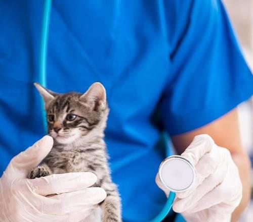 小猫去医院检查的必要性(关心宠物健康,从小猫开始)(图1) 小猫去医院检查的必要性(关心宠物健康,从小猫开始)(图1)