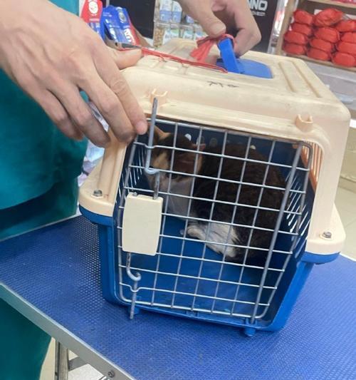 小猫去医院检查的必要性(关心宠物健康,从小猫开始)(图2) 小猫去医院检查的必要性(关心宠物健康,从小猫开始)(图2)