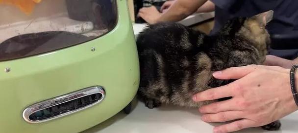 小猫去医院检查的必要性(关心宠物健康,从小猫开始)(图3) 小猫去医院检查的必要性(关心宠物健康,从小猫开始)(图3)