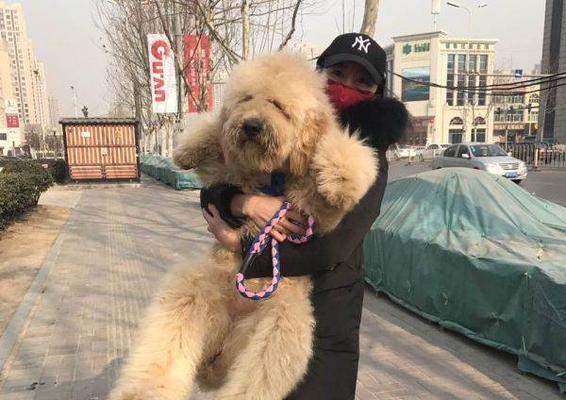 从黑黄色贵宾看狗的毛色变化（黑黄色贵宾的毛发变化及原因分析）(图1)
