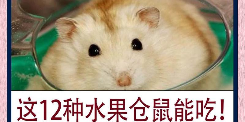 仓鼠的食物和开销(探索仓鼠的饮食习惯和经济成本,为您的宠物提供合适的食物)(图1) 仓鼠的食物和开销(探索仓鼠的饮食习惯和经济成本,为您的宠物提供合适的食物)(图1)