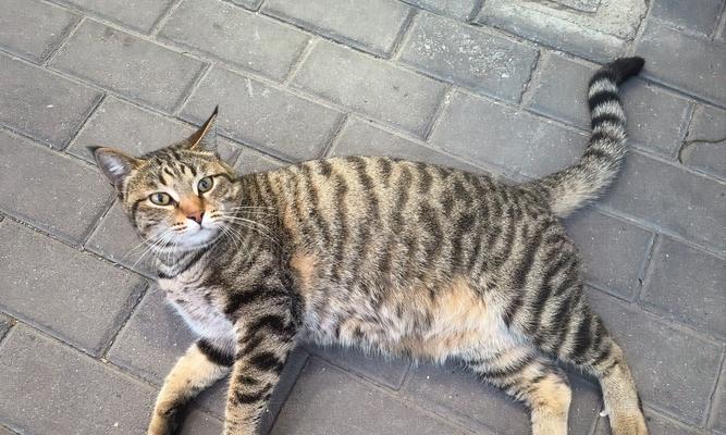 探索忧郁大胖猫的魅力世界（探索忧郁大胖猫