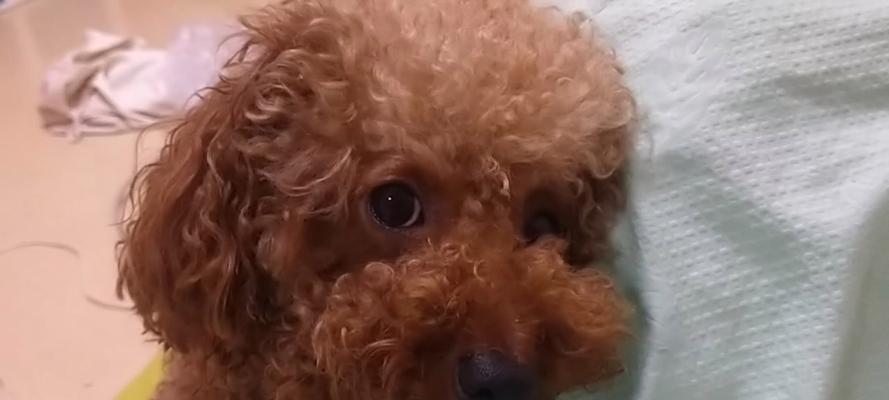 狗狗为什么会不断打嗝?(揭秘狗狗打嗝的原因及应对方法)(图3) 狗狗为什么会不断打嗝?(揭秘狗狗打嗝的原因及应对方法)(图3)