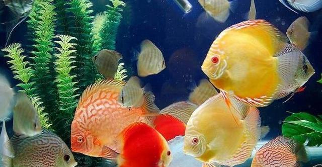 科学喂食时间(探索合适的喂食时间以促进鱼类生长和健康)(图1) 科学喂食时间(探索合适的喂食时间以促进鱼类生长和健康)(图1)