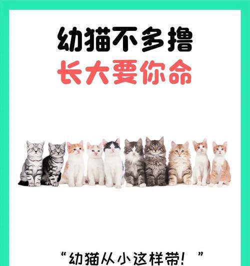 如何照顾幼猫的基本需求(关爱与健康是幼猫成长的关键)(图2) 如何照顾幼猫的基本需求(关爱与健康是幼猫成长的关键)(图2)