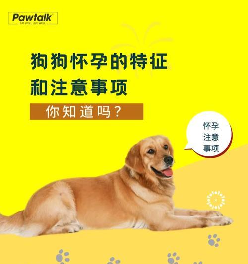 购买宠物狗的注意事项(了解宠物狗的需求,选择合适的品种)(图1) 购买宠物狗的注意事项(了解宠物狗的需求,选择合适的品种)(图1)
