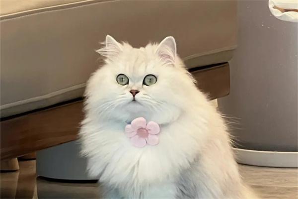 猫咪的瞳孔是怎么变化的？