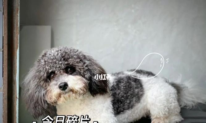 泰迪犬配种的最佳季节(解析泰迪犬适宜配种的季节及相关因素)(图3) 泰迪犬配种的最佳季节(解析泰迪犬适宜配种的季节及相关因素)(图3)