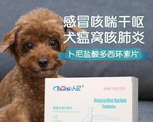 狗狗嗓子痛该如何治疗?(探讨适用于狗狗嗓子痛的药物和治疗方法)(图1) 狗狗嗓子痛该如何治疗?(探讨适用于狗狗嗓子痛的药物和治疗方法)(图1)