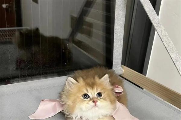 怎么驯服野猫？
