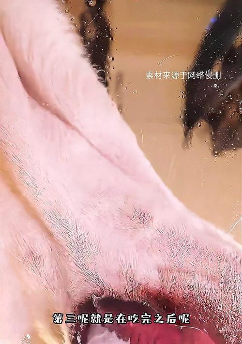 小狗受伤了,该吃什么药?(保护小狗健康的救命良药)(图2) 小狗受伤了,该吃什么药?(保护小狗健康的救命良药)(图2)