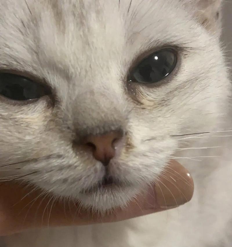 猫鼻支感染症状(一起来了解猫鼻支感染的症状及预防措施)(图1) 猫鼻支感染症状(一起来了解猫鼻支感染的症状及预防措施)(图1)