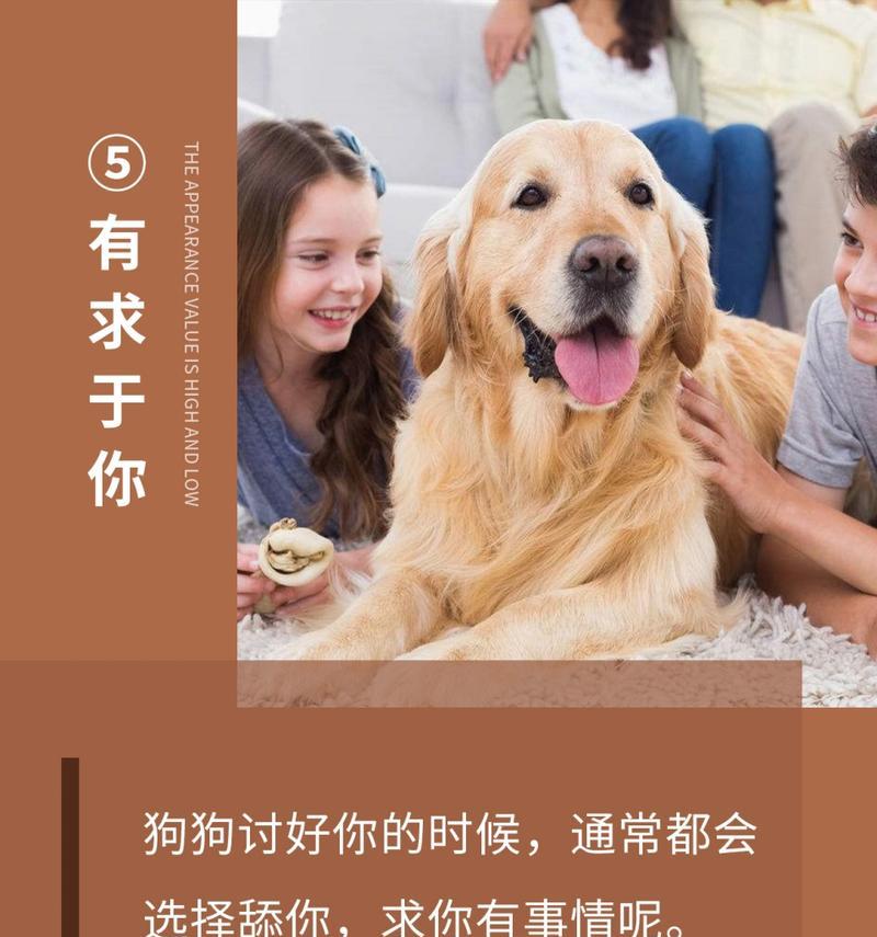 狗狗为何喜欢舔主人?(探寻狗狗舔主人的行为背后的原因与意义)(图1) 狗狗为何喜欢舔主人?(探寻狗狗舔主人的行为背后的原因与意义)(图1)
