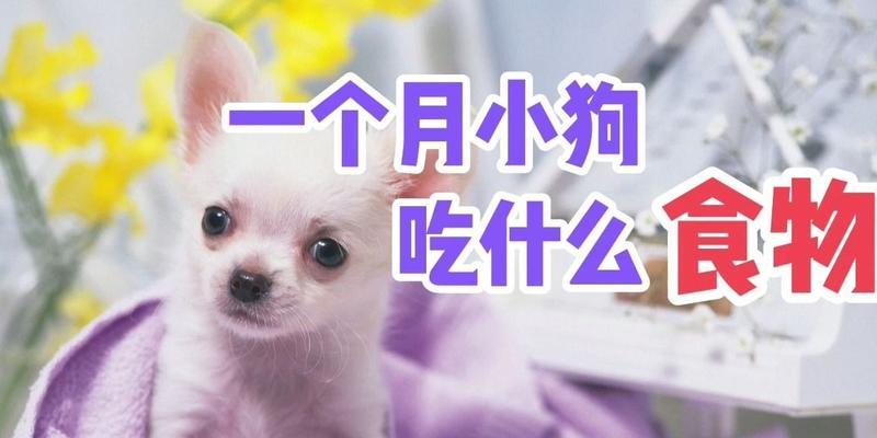 小狗受伤了,该吃什么药?(保护小狗健康的救命良药)(图3) 小狗受伤了,该吃什么药?(保护小狗健康的救命良药)(图3)