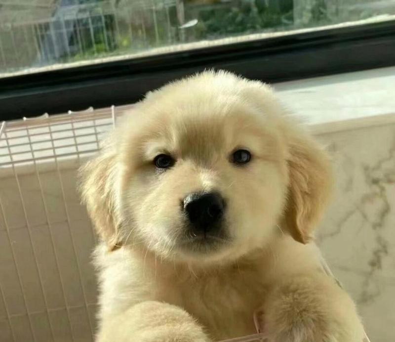 金毛幼犬适合吃的水果有哪些?(了解金毛幼犬的饮食需求,为它们选择适合的水果)(图3) 金毛幼犬适合吃的水果有哪些?(了解金毛幼犬的饮食需求,为它们选择适合的水果)(图3)