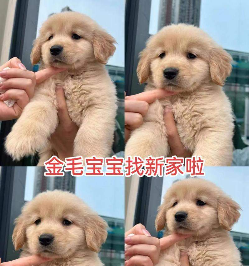 金毛幼犬适合吃的水果有哪些?(了解金毛幼犬的饮食需求,为它们选择适合的水果)(图1) 金毛幼犬适合吃的水果有哪些?(了解金毛幼犬的饮食需求,为它们选择适合的水果)(图1)
