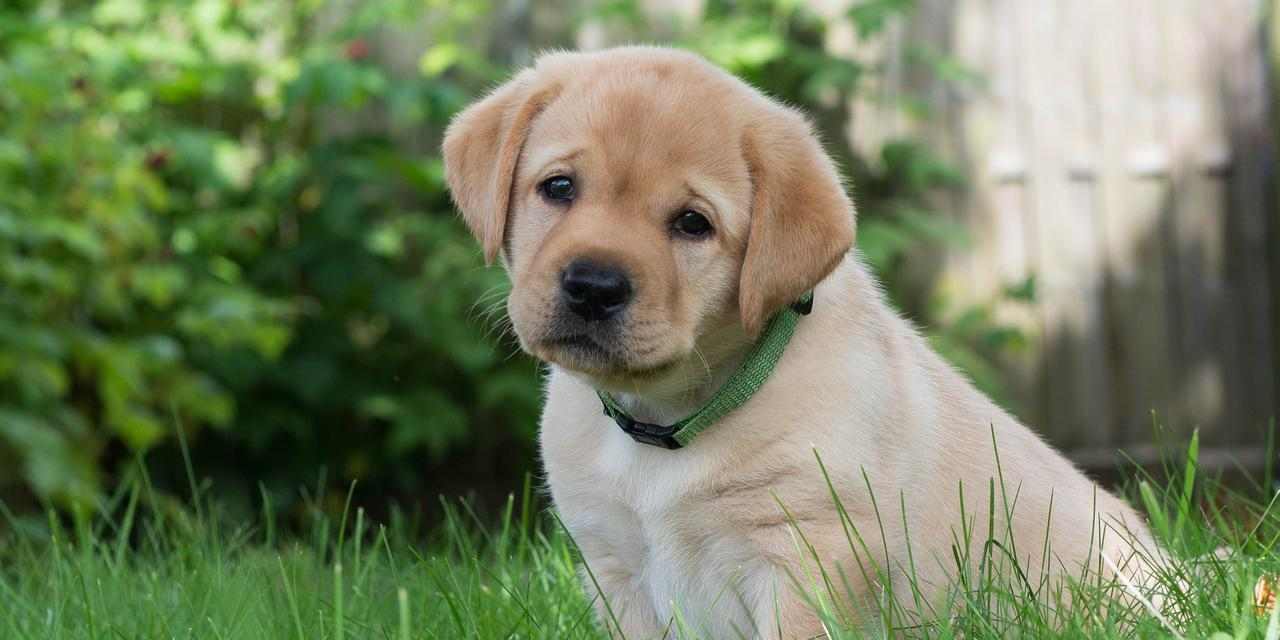 金毛幼犬适合吃的水果有哪些?(了解金毛幼犬的饮食需求,为它们选择适合的水果)(图2) 金毛幼犬适合吃的水果有哪些?(了解金毛幼犬的饮食需求,为它们选择适合的水果)(图2)