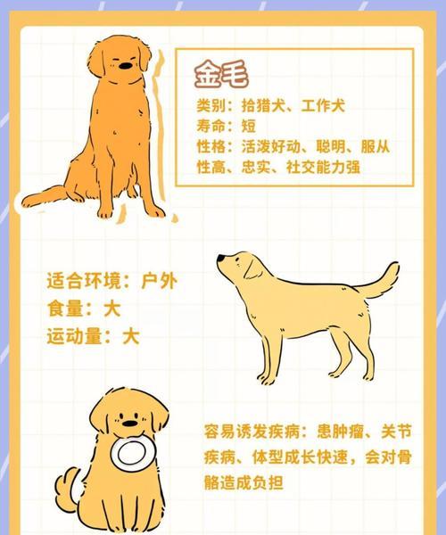 金毛犬为什么喜欢舔自己？（探究金毛犬舔自己的原因及其影响）(图2)