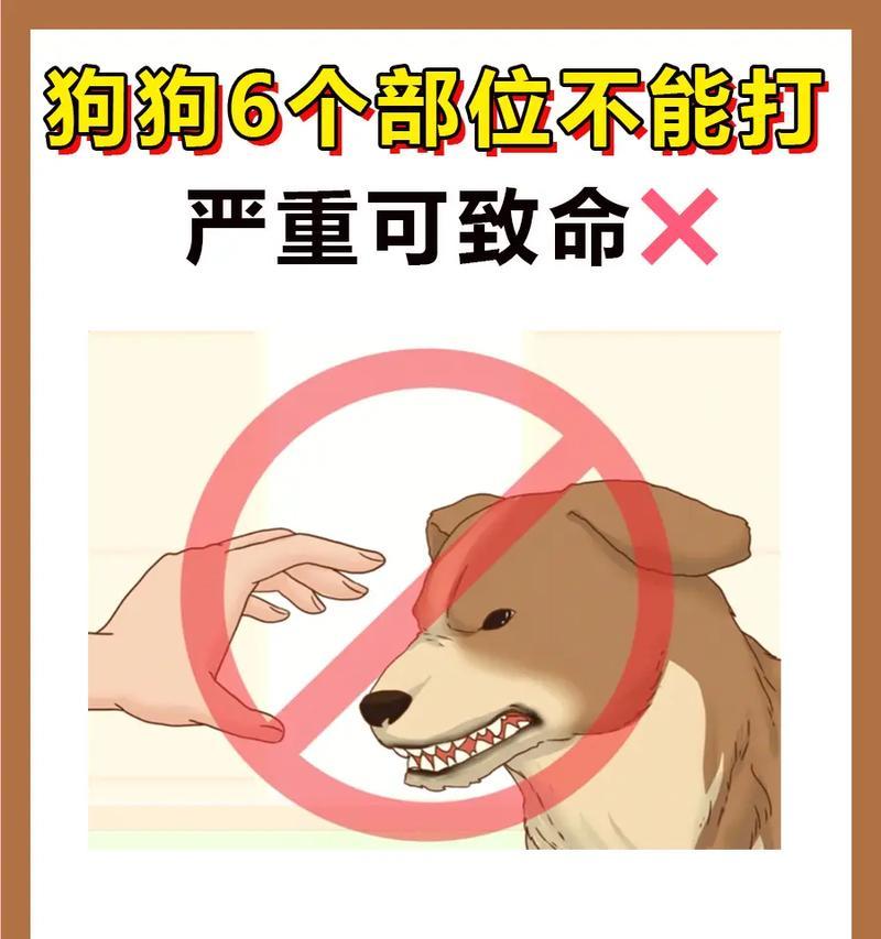 狗的器官奥秘(探索狗身体内部的奥秘之旅)(图2) 狗的器官奥秘(探索狗身体内部的奥秘之旅)(图2)