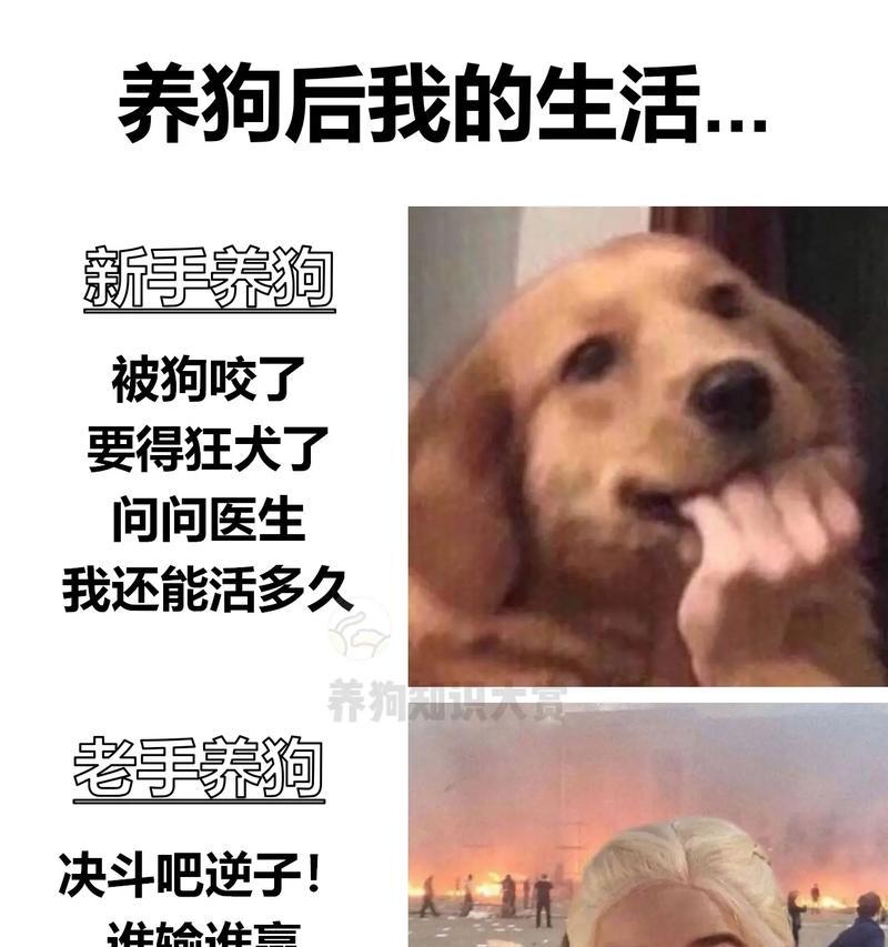 小狗为什么会抖?(探究小狗抖动的原因及其影响)(图2) 小狗为什么会抖?(探究小狗抖动的原因及其影响)(图2)