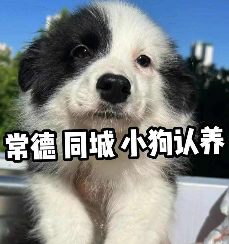 小狗为什么会抖?(探究小狗抖动的原因及其影响)(图1) 小狗为什么会抖?(探究小狗抖动的原因及其影响)(图1)