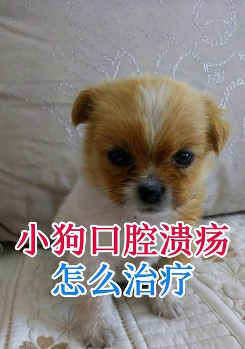 狗口腔溃疡的治疗方法(有效药物缓解口腔溃疡不适)(图4) 狗口腔溃疡的治疗方法(有效药物缓解口腔溃疡不适)(图4)