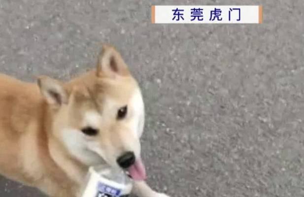 探究狗为何会突然死亡的原因及预防方法（揭开狗突然死亡的谜团，提供保护你的爱宠的有效措施）(图2)