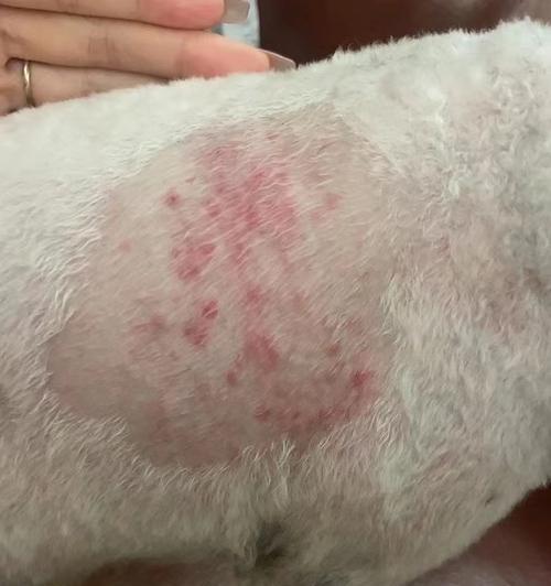 狗得真菌的饮食禁忌（保护你的爱犬远离真菌