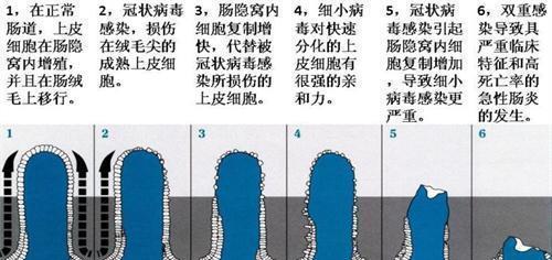 探究狗为何会突然死亡的原因及预防方法（揭开狗突然死亡的谜团，提供保护你的爱宠的有效措施）(图1)