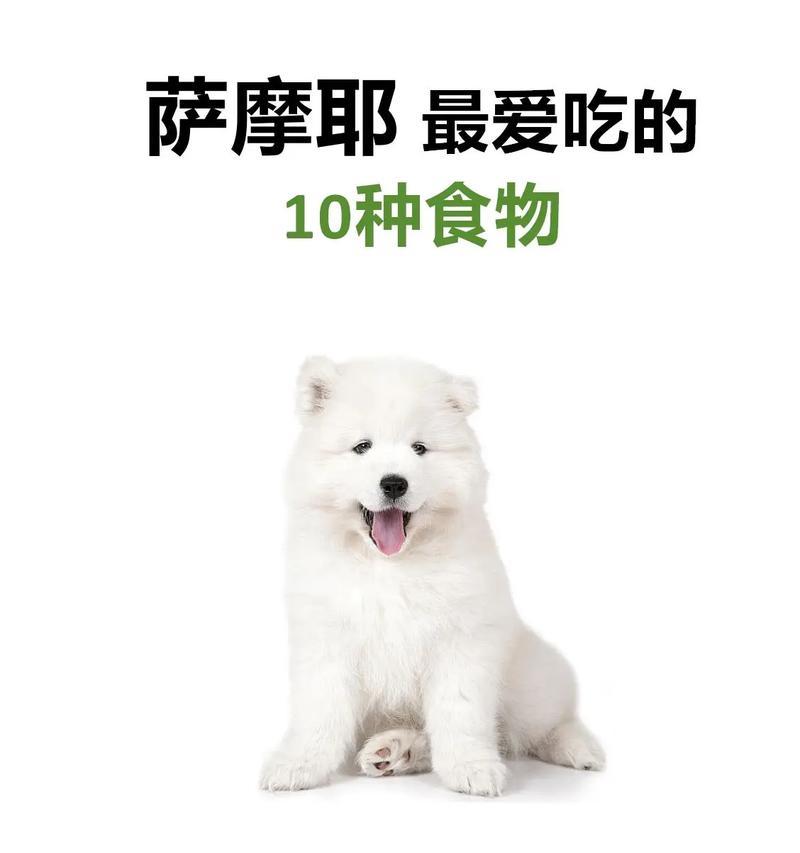 萨摩喜欢的生活方式(探索萨摩喜欢的活动和环境)(图1) 萨摩喜欢的生活方式(探索萨摩喜欢的活动和环境)(图1)