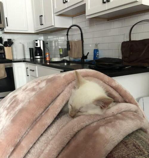 小猫为何喜欢趴在人身上睡觉?(揭秘小猫迷人的行为习惯与心理动机)(图2) 小猫为何喜欢趴在人身上睡觉?(揭秘小猫迷人的行为习惯与心理动机)(图2)