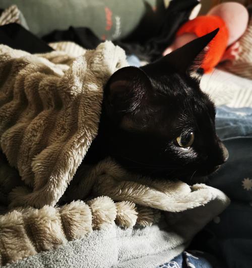 小猫为何喜欢趴在人身上睡觉?(揭秘小猫迷人的行为习惯与心理动机)(图3) 小猫为何喜欢趴在人身上睡觉?(揭秘小猫迷人的行为习惯与心理动机)(图3)