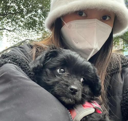 探究狗为何会突然死亡的原因及预防方法（揭开狗突然死亡的谜团，提供保护你的爱宠的有效措施）(图3)