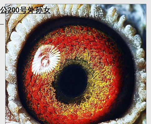 黄金血统的意义与特征(探索血统中的珍贵财富)(图1) 黄金血统的意义与特征(探索血统中的珍贵财富)(图1)