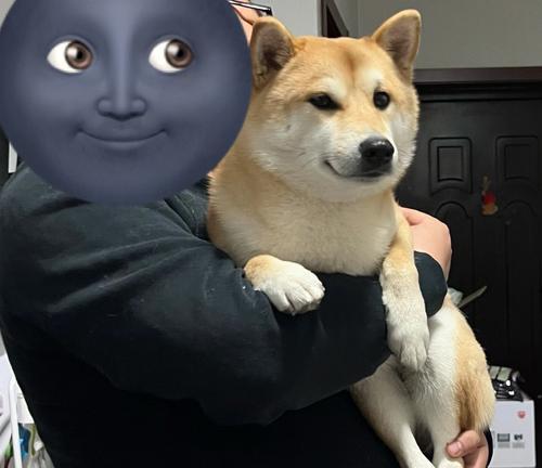 幼犬何时适合外出散步?(探讨幼犬出门散步的最佳时间和条件)(图3) 幼犬何时适合外出散步?(探讨幼犬出门散步的最佳时间和条件)(图3)