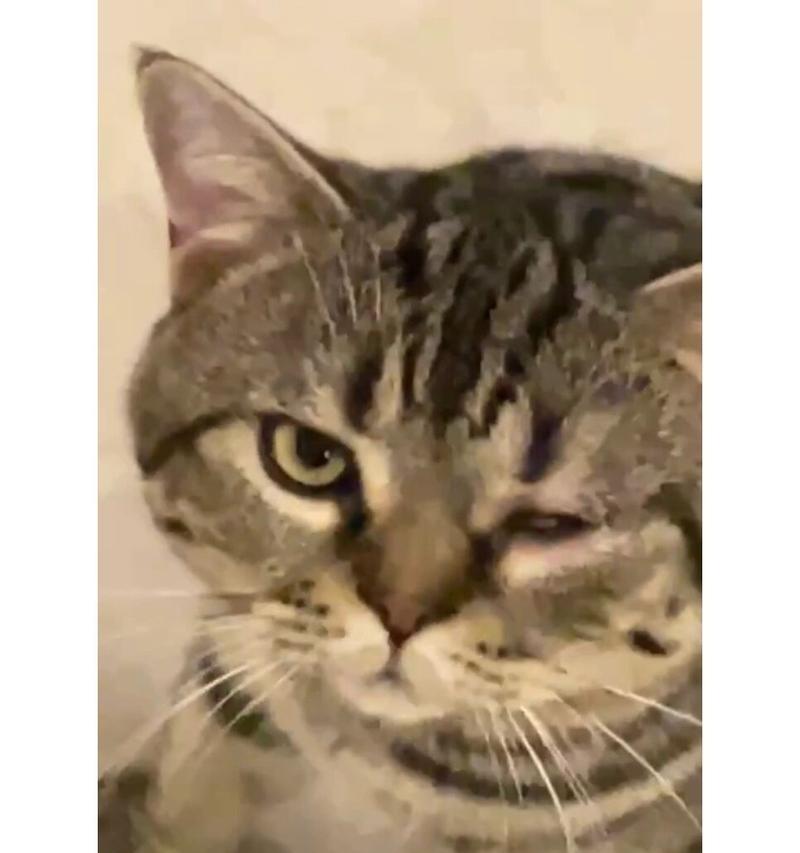 猫流眼泪的原因解析（探究猫咪为何会流泪以