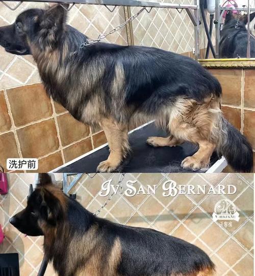 宠物护毛素的替代品推荐(寻找更自然的宠物护理选择)(图3) 宠物护毛素的替代品推荐(寻找更自然的宠物护理选择)(图3)