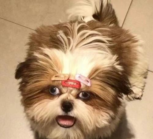 三个月大的狗狗是什么样子的？（探索三个月