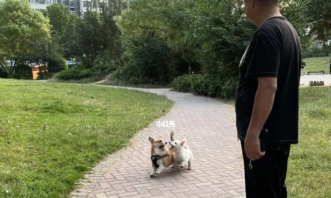 幼犬何时适合外出散步?(探讨幼犬出门散步的最佳时间和条件)(图2) 幼犬何时适合外出散步?(探讨幼犬出门散步的最佳时间和条件)(图2)