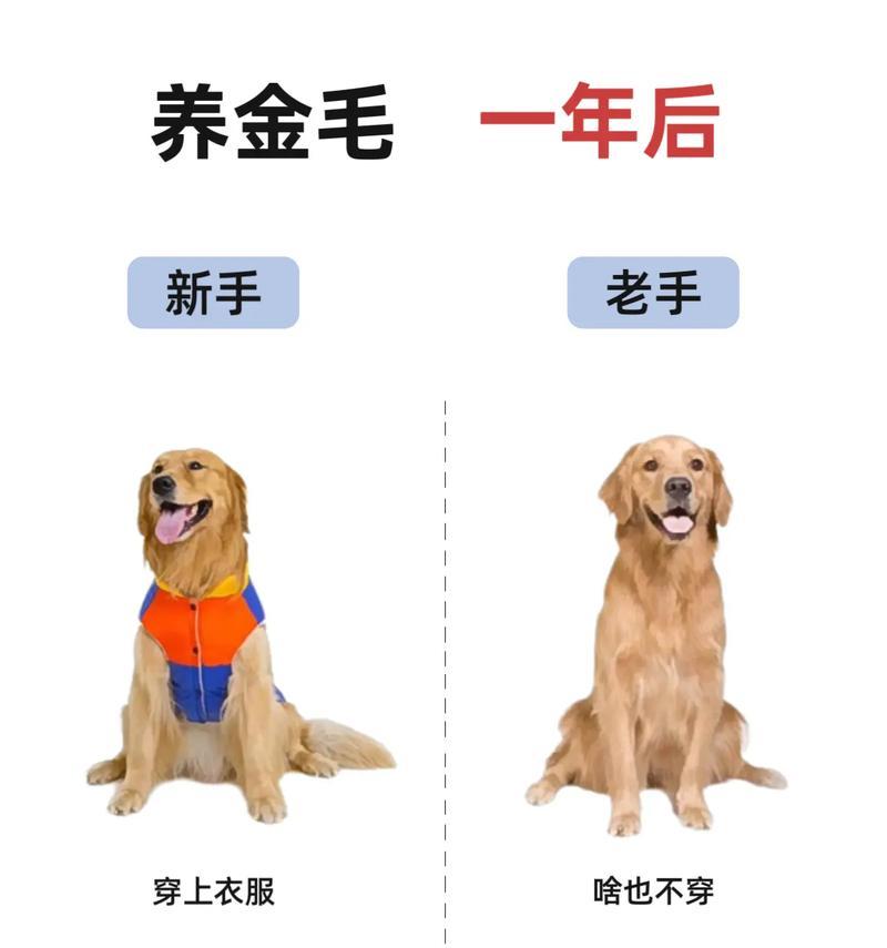 五个月金毛养护指南（关爱宠物健康，从五个