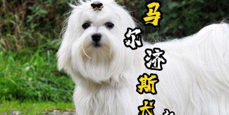 斯品种狗的特点和适应环境(探索斯品种狗的魅力,解读它们在各种环境中的表现力)(图3) 斯品种狗的特点和适应环境(探索斯品种狗的魅力,解读它们在各种环境中的表现力)(图3)