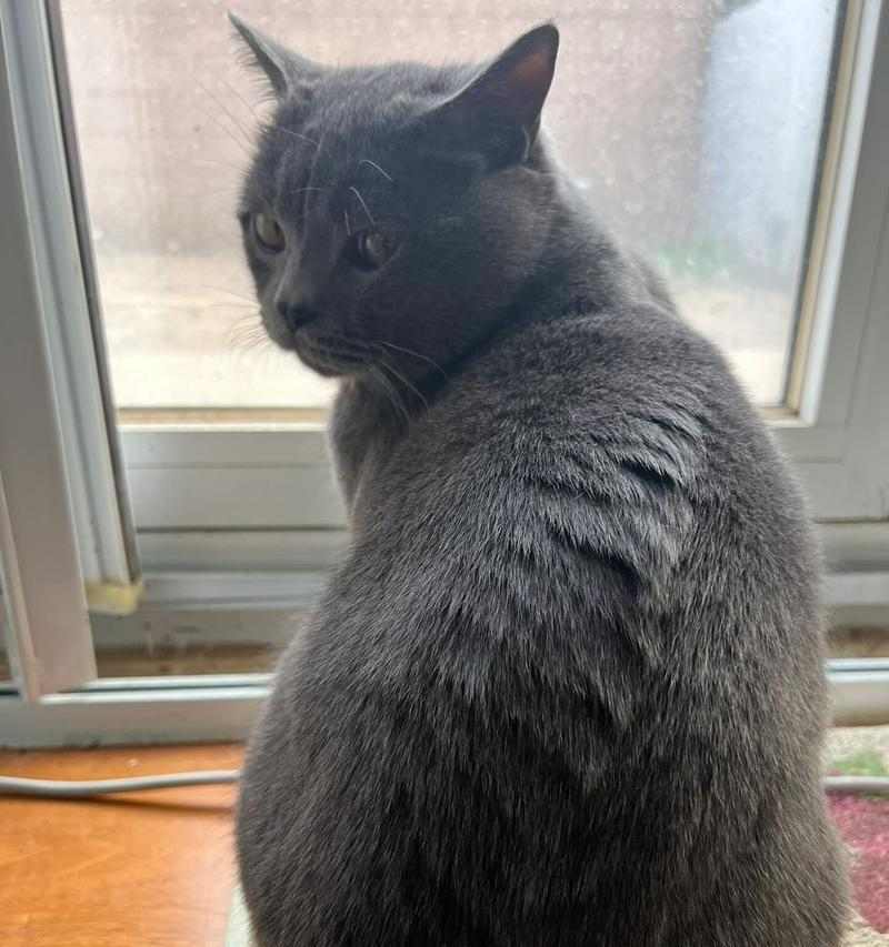 猫咪为什么一直不动了?(探寻猫咪长时间不动的原因及解决方法)(图3) 猫咪为什么一直不动了?(探寻猫咪长时间不动的原因及解决方法)(图3)