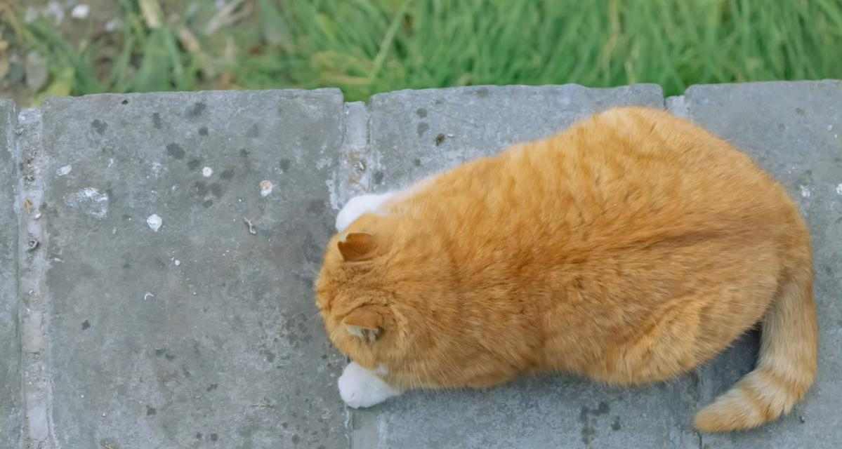 猫咪为什么一直不动了?(探寻猫咪长时间不动的原因及解决方法)(图2) 猫咪为什么一直不动了?(探寻猫咪长时间不动的原因及解决方法)(图2)