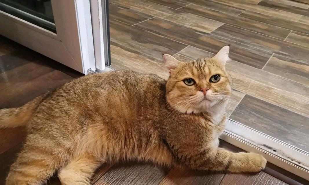 猫咪为什么一直不动了?(探寻猫咪长时间不动的原因及解决方法)(图1) 猫咪为什么一直不动了?(探寻猫咪长时间不动的原因及解决方法)(图1)