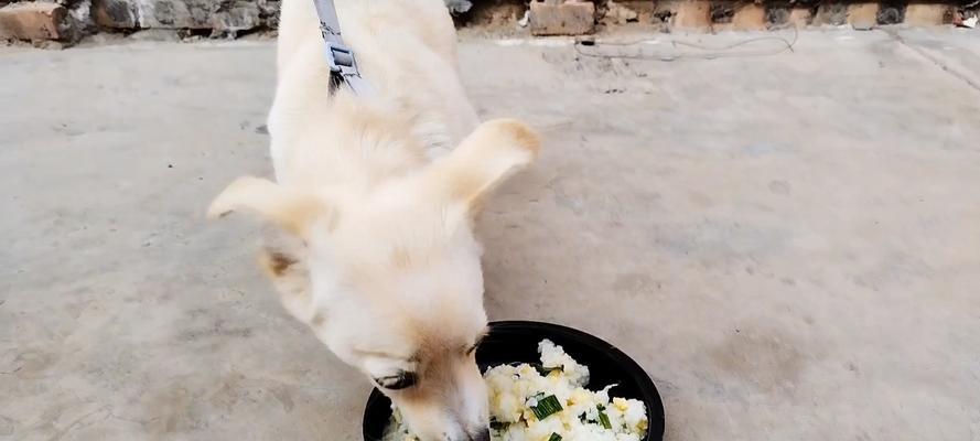 小狗为何不知道饱？（探究小狗食量无限的原